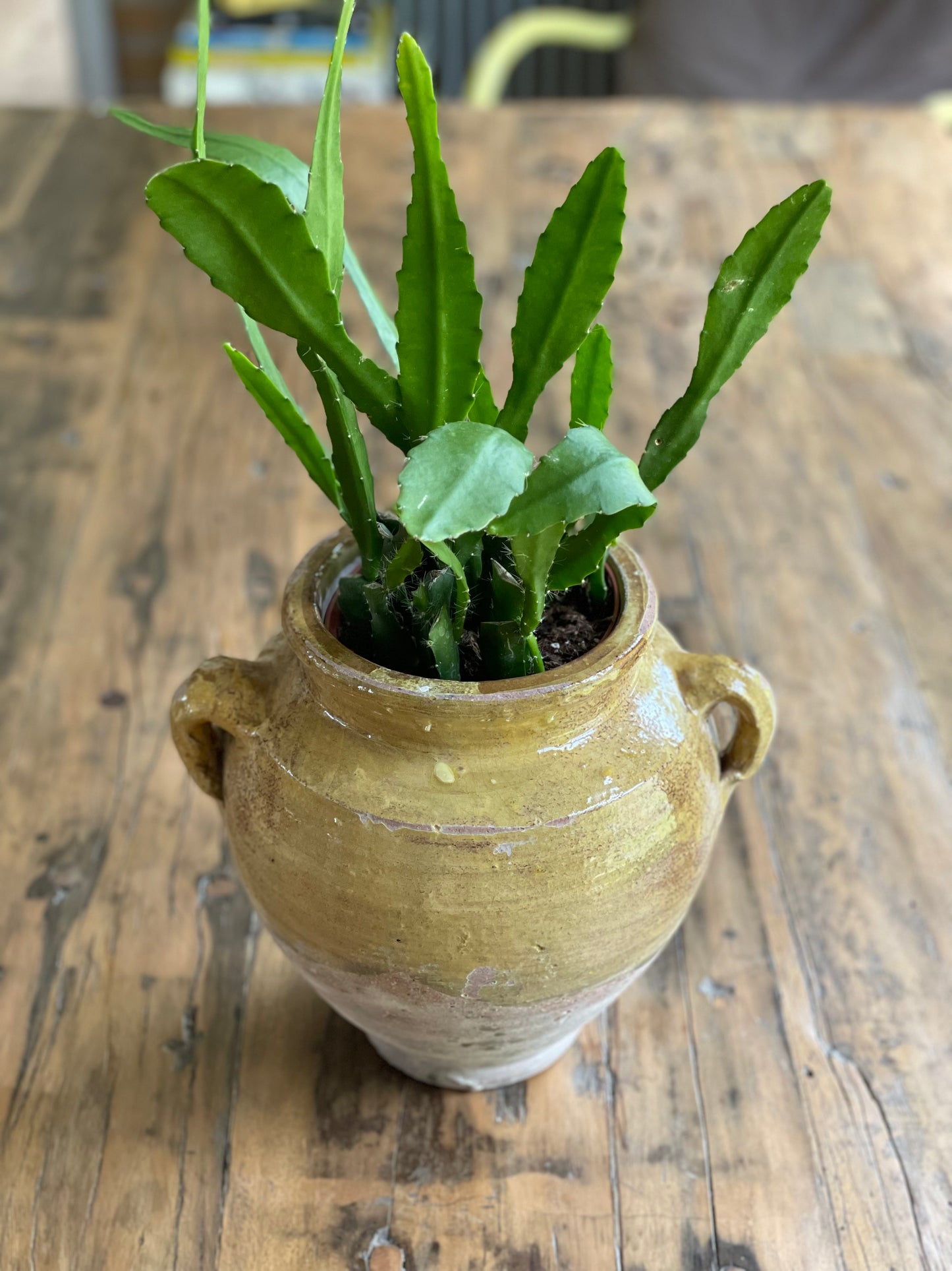 Nut Oil Glazed Pot, Pale Creamy Mustard